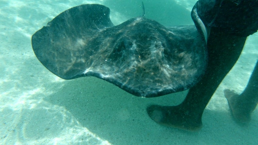 Hanging Out With Stingrays in The West Indies.